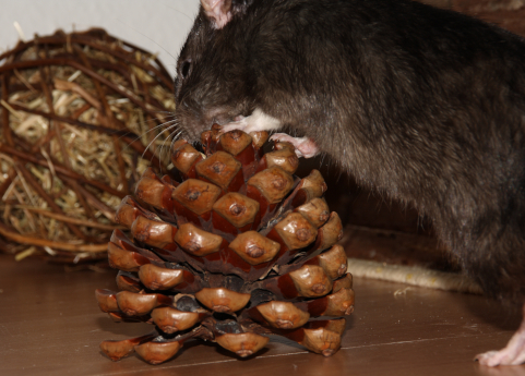 Eine Ratte beschäftigt sich mit einem Pinienzapfen